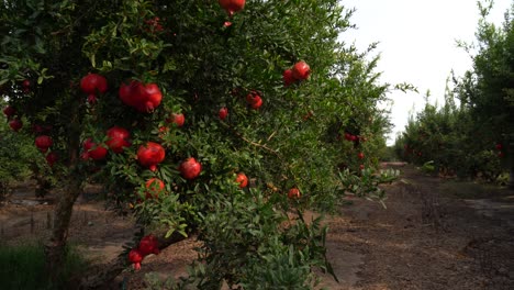 pomegranate tree plantation on picking season