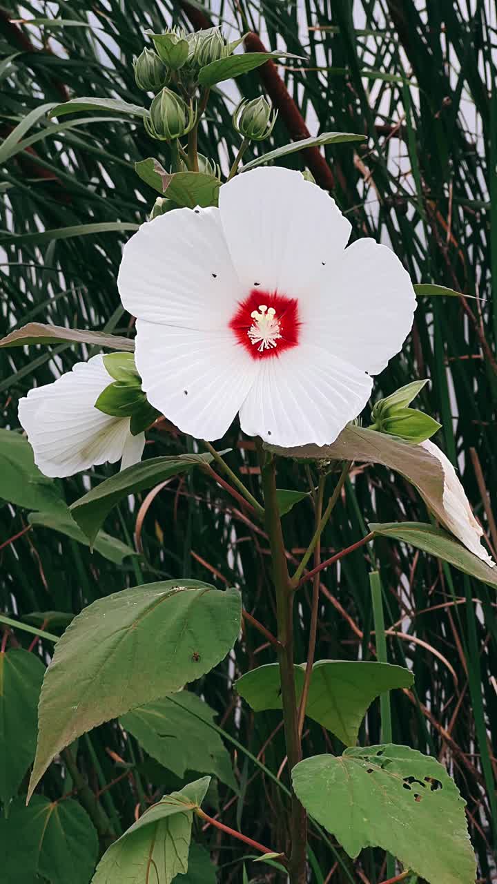 Flor de hibisco blanco