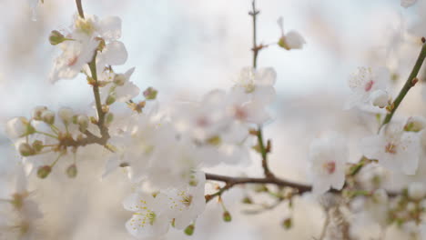 las delicadas flores de primavera
