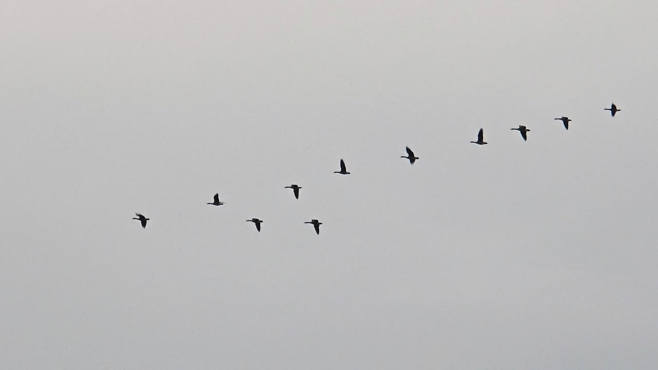 Geese fly in perfect V formation across overcast March skies in Maniwaki Québec