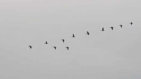geese fly in perfect v formation across overcast march skies in maniwaki québec