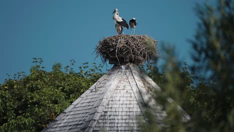 una familia de cigüeñas con un polluelo en el nido en la parte superior de la torre en la ciudad de ruhstatd, alemania