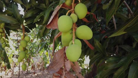 Mangos, still unripe, teasing you to the day you are able to pick them and enjoy their heavenly taste