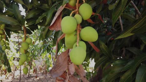 mangos, still unripe, teasing you to the day you are able to pick them and enjoy their heavenly taste