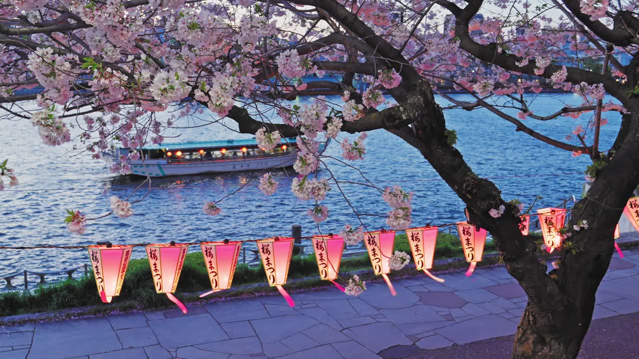 Geleneksel bir Japon teknesi alacakaranlıkta sakin bir nehirde süzülüyor. Ön planda, açan kiraz çiçekleri ve parlayan pembe fenerler manzarayı çerçeveliyor.