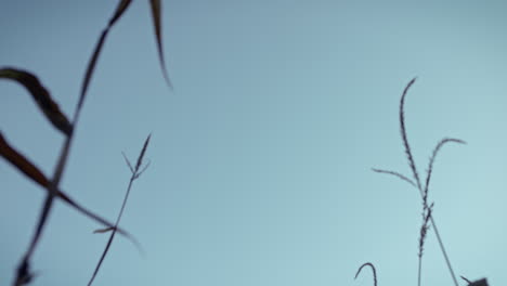 frogs perspective of some blades of grass and stems, blue sky in background with no clouds