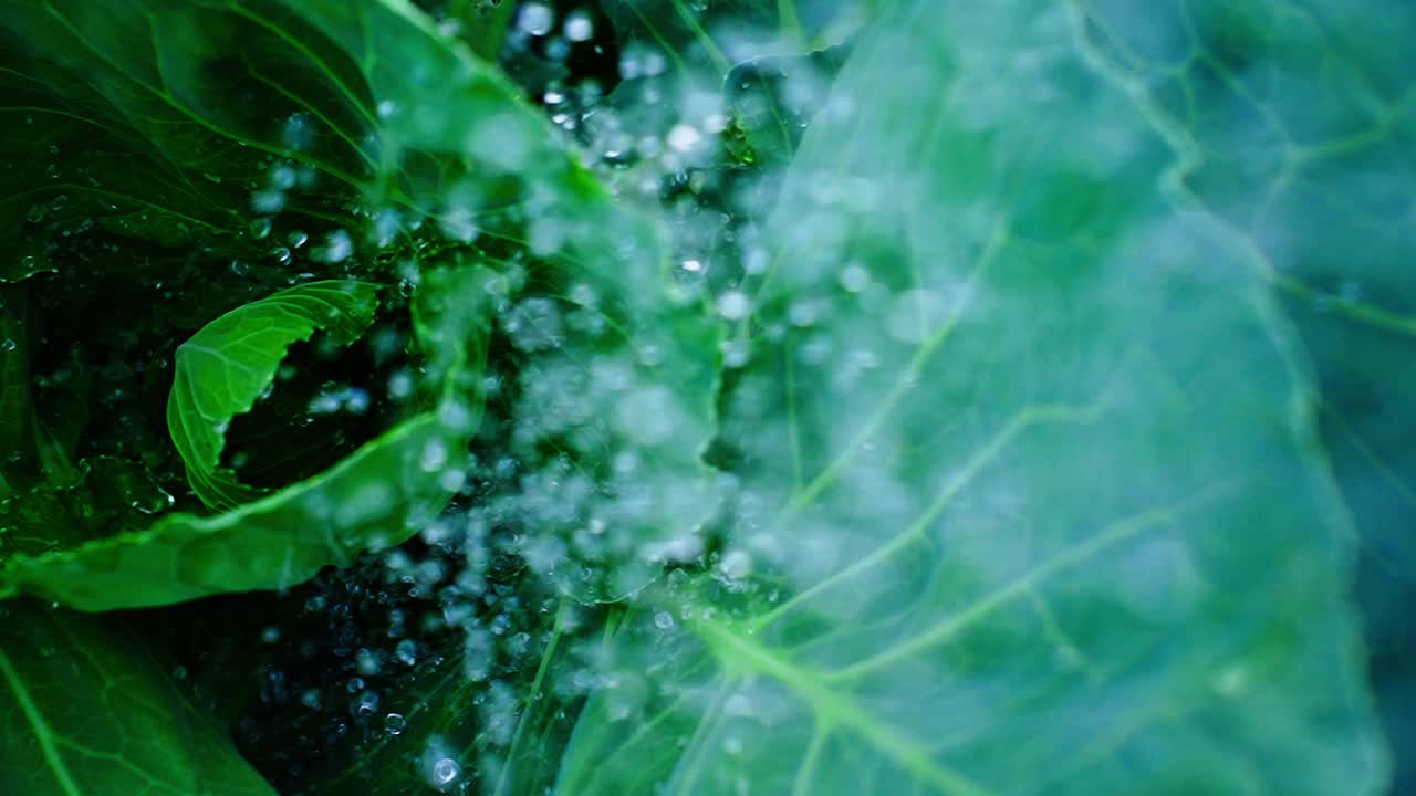 Gocce d'acqua che cadono su foglie fresche di cavolo verde