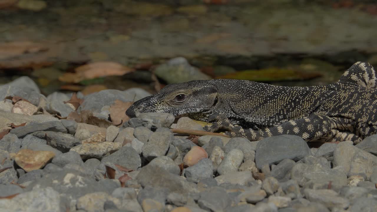 goanna on the rocks - reptil endémico y carnívoro en el norte de queensland, australia