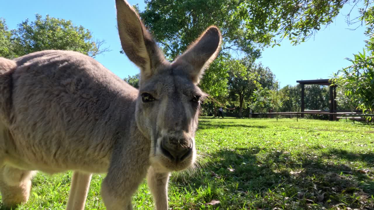 Kangaroo observed grazing in a lush environment
