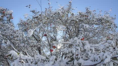 Apfelbaum-Bedeckt-Mit-Frisch-Gefallenem-Schnee,-Knallrote-Äpfel-Lugen-Durch-Die-Äste