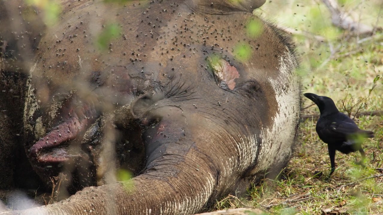 Filmato ravvicinato della fauna selvatica di una carcassa di elefante asiatico morto circondata da numerose mosche, mentre un corvo si trova nelle vicinanze. Decomposizione naturale e attività di spazzini documentate in natura in Sri Lanka