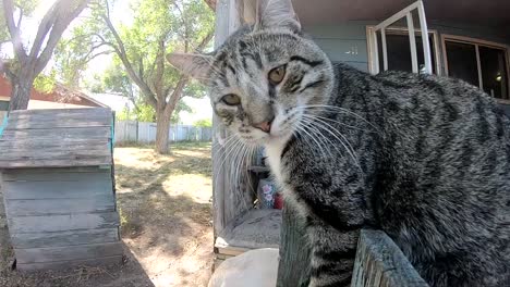 slow motion - tabby cat sitting on a wooden fence in a yard looking at the camera