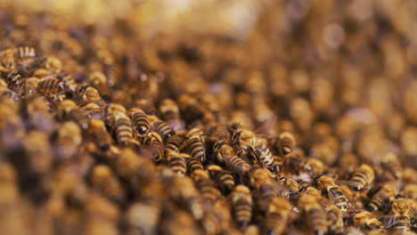 macro view of bees working in hive