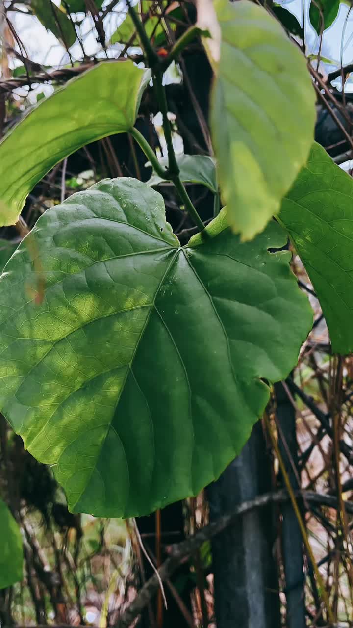 Close-up of Vibrant Green Leaves on a Vine