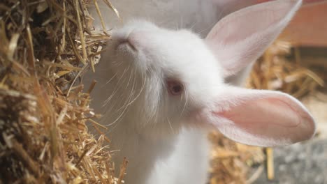 white baby rabbit eating hay