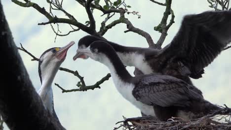 comportamiento alimentario de los pollitos de cormorán en el nido y su mamá cormorán