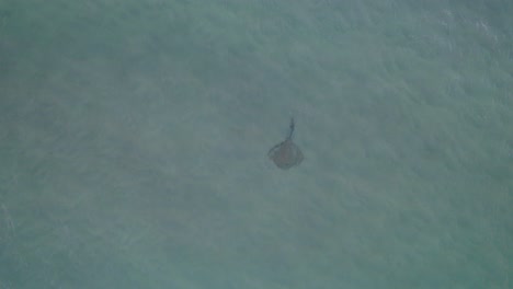 Aerial-View-Of-An-Eagle-Ray-Fish-Swimming-Under-The-Sea-In-Queensland,-Australia