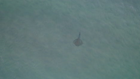 Vista-Aérea-De-Un-Pez-Raya-águila-Nadando-Bajo-El-Mar-En-Queensland,-Australia