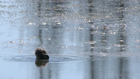 Mallard-Duck-feeds-in-shallow-wetland-pond-water-backlit-by-sunshine