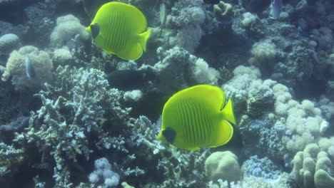 Gelbe-Schmetterlingsfische-Des-Roten-Meeres,-Die-Sich-Paarweise-Im-Korallenriff-Aufhalten