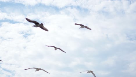 seagulls soaring in the sky over brighton