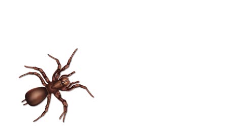 anatomía detallada de la araña con partes del cuerpo etiquetadas