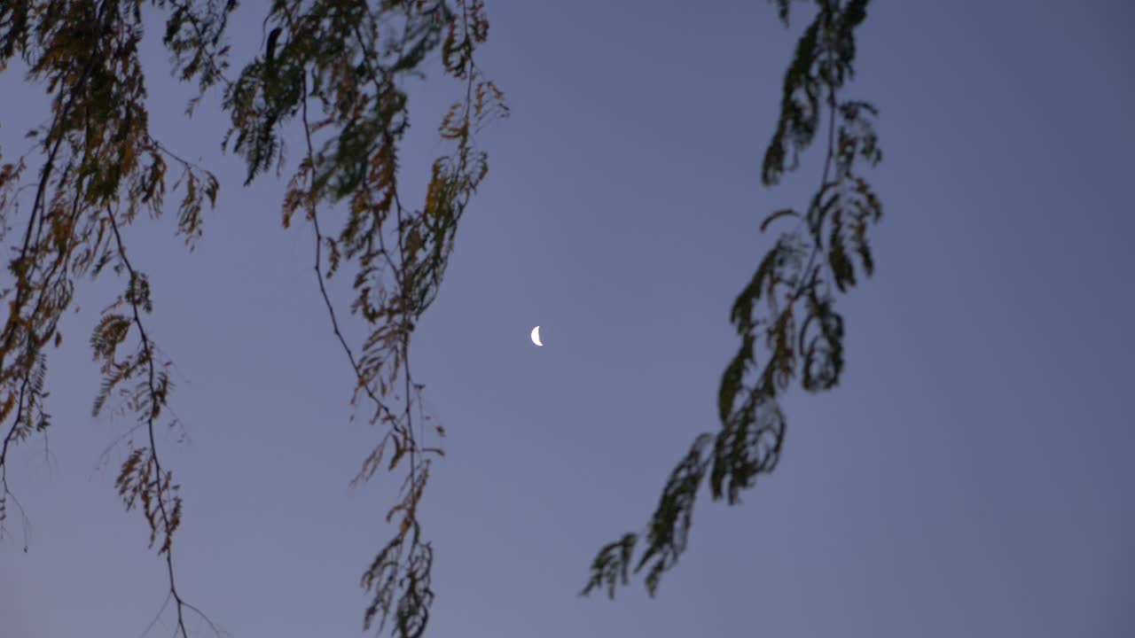 천천히, 달 앞에서 흔들리는 나무 가지에 부드러운 초점을 맞추십시오.
