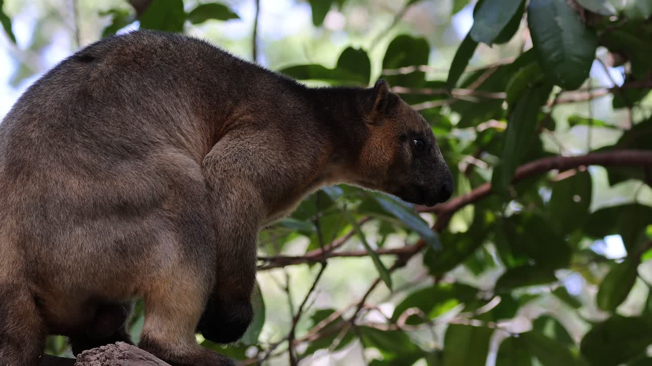 canguro de árbol se mueve a lo largo de las ramas en el hábitat natural