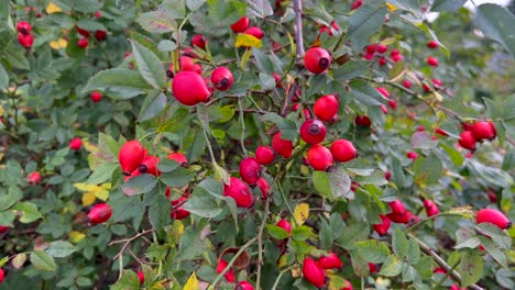 a stunning display of red berries among lush green foliage in the natural environment a shrub with green leaves bears a bunch of red berries resembling flowers belonging to the rose family