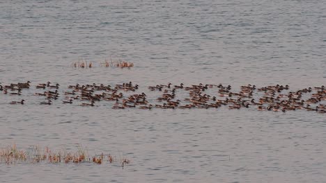 garganey, spatula querquedula, moving together as one big flock on a body of water and one duck catches up