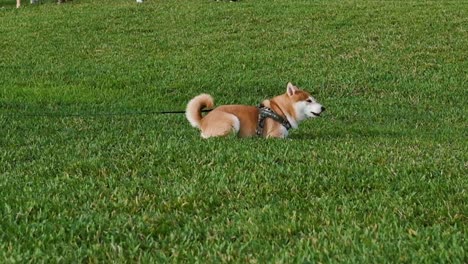 dog playing at grass and park in slow motion