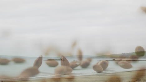 animation of seeds floating over serene coastal landscape with calm water and hills