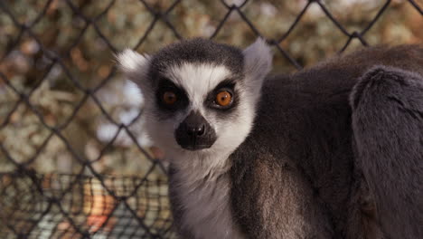 lémur comiendo en el recinto del zoológico - mira hacia la cámara