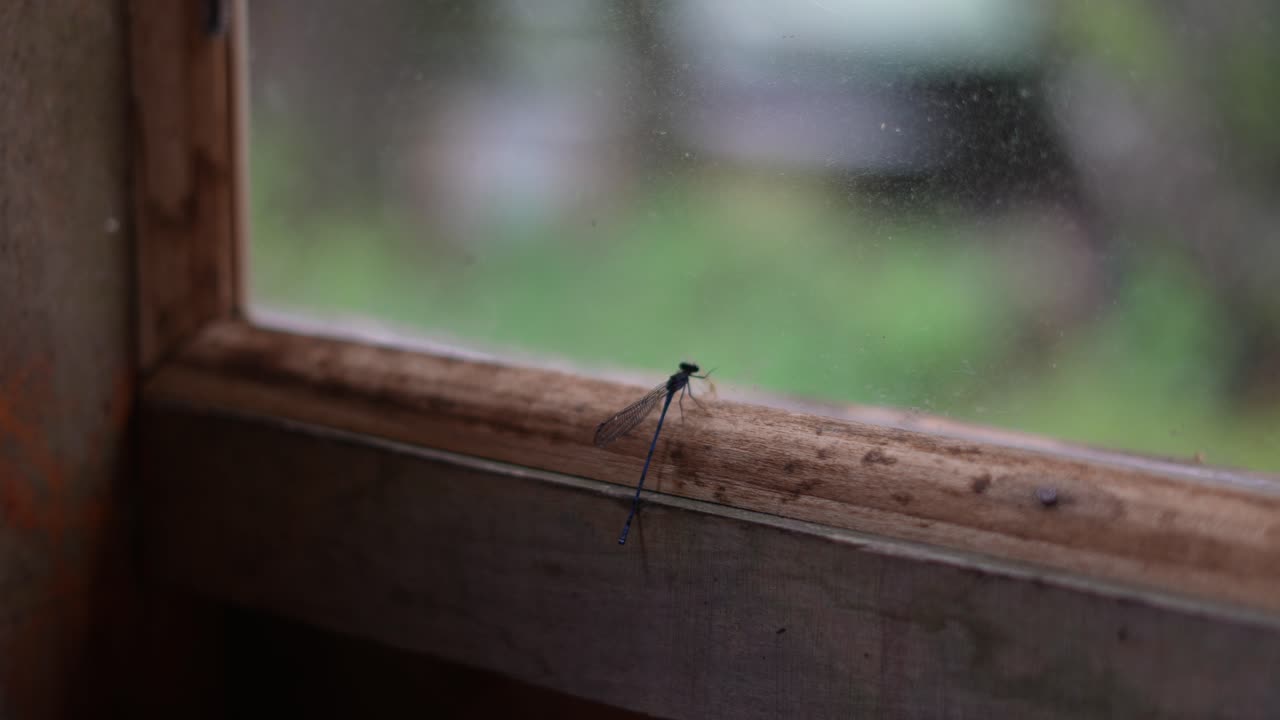 dragonfly taking off at the window