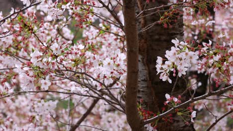 cherry flowers in small clusters on a cherry tree branch