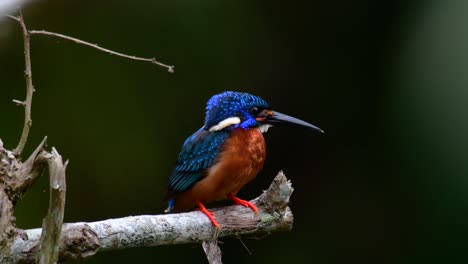 El-Martín-Pescador-De-Orejas-Azules-Es-Un-Pequeño-Martín-Pescador-Que-Se-Encuentra-En-Tailandia-Y-Es-Buscado-Por-Los-Fotógrafos-De-Aves-Debido-A-Sus-Hermosas-Orejas-Azules,-Ya-Que-También-Es-Un-Pájaro-Lindo-Para-Observar