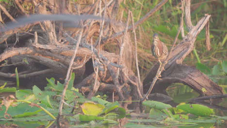 green-heron-perched-on-branch-on-top-of-lily-pads-as-bird-flies-by-in-everglades-swamp-marsh-slough-wetland-habitat