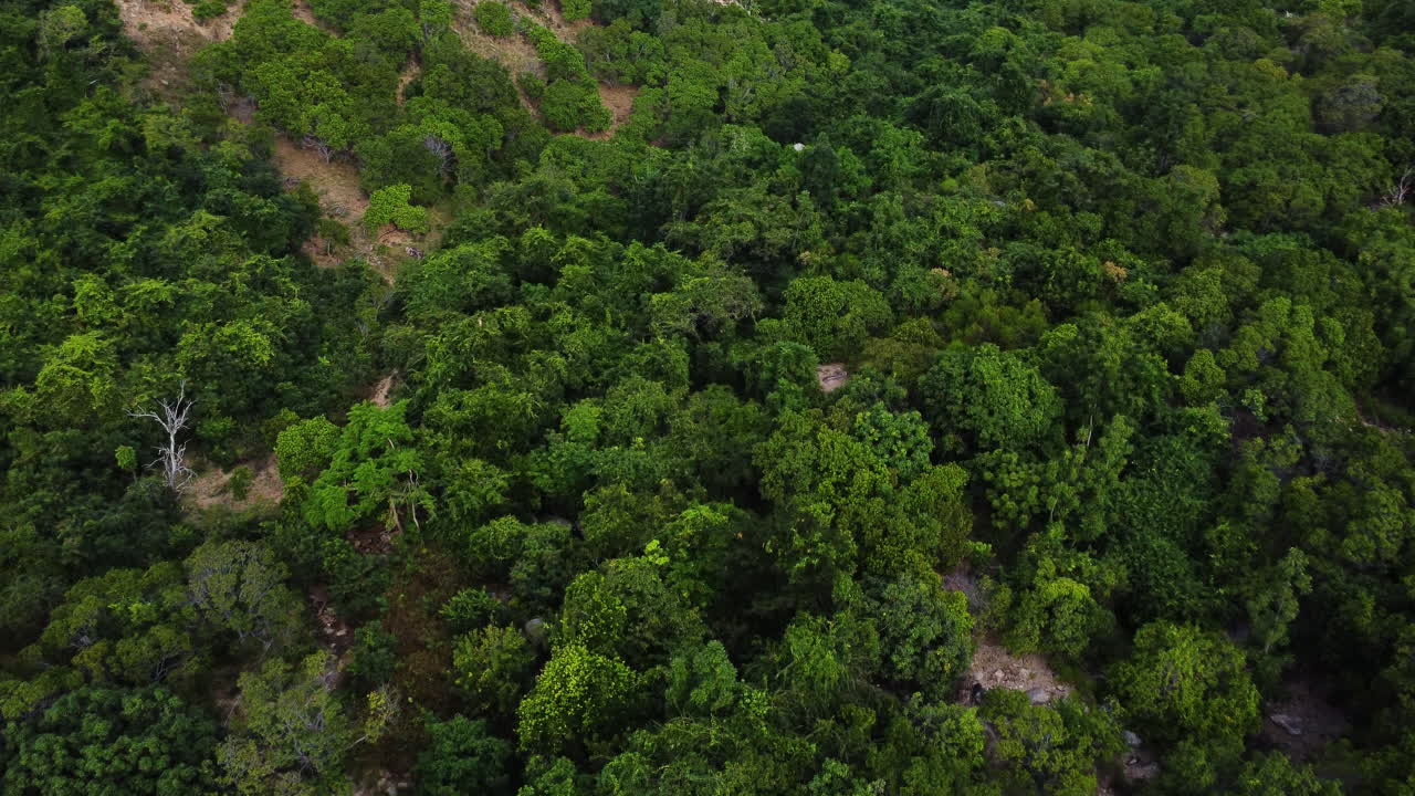 sobrevuelo aéreo árboles de bosque tropical en el parque nacional nui chua en vietnam durante el día soleado
