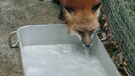 close-up of red fox drinking water from tray placed on ground next to field fence, slow-mo