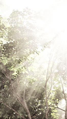 sunlight filtering through forest trees