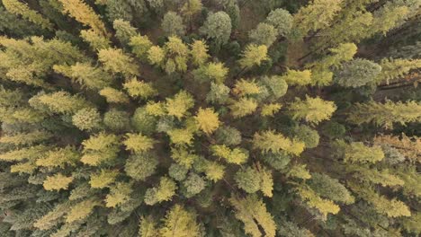overhead view of larch trees in autumnal forests