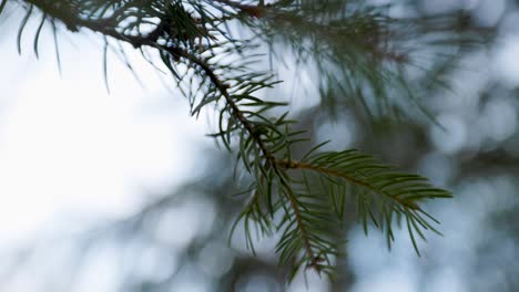 close up of pine needle branch falling away to out of focus abstract background