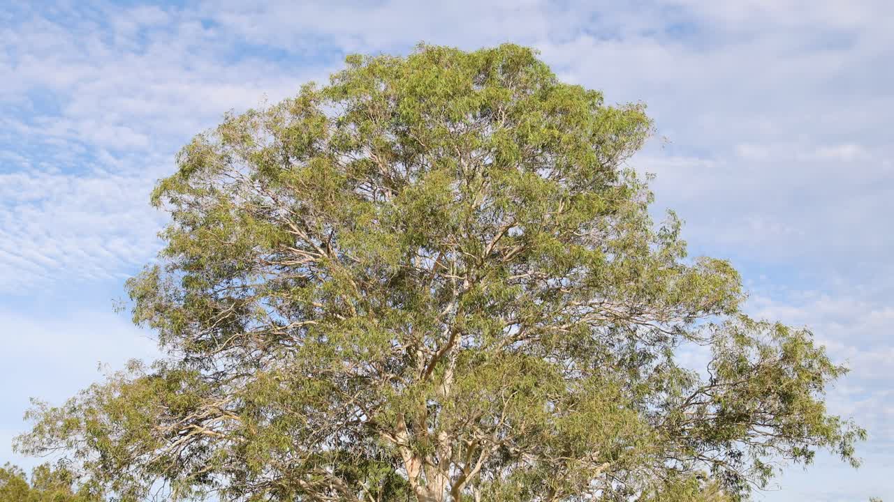 el árbol se balancea suavemente en la brisa