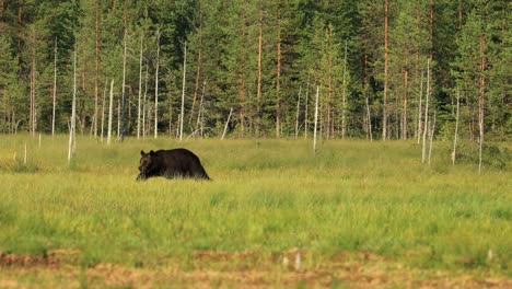 Braunbär-(Ursus-Arctos)-In-Freier-Natur-Ist-Ein-Bär,-Der-In-Weiten-Teilen-Nordeurasiens-Und-Nordamerikas-Vorkommt.-In-Nordamerika-Werden-Die-Braunbärenpopulationen-Oft-Als-Grizzlybären-Bezeichnet.