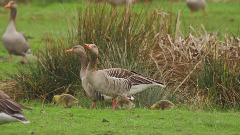 greylag geese flock with adorable goslings in meadow with tall grass