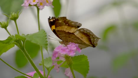 Makro-Nahaufnahme-Eines-Monarchfalters,-Der-Im-Botanischen-Garten-Nektar-Aus-Rosafarbenen-Blüten-Saugt