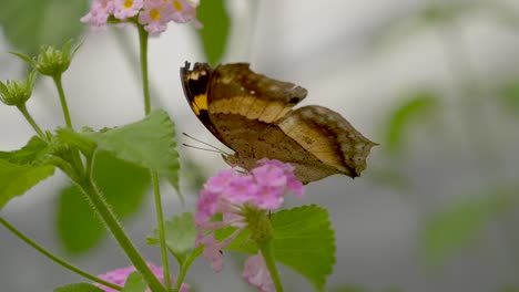 macro primer plano de la mariposa monarca chupando el néctar de la flor rosa en el jardín botánico