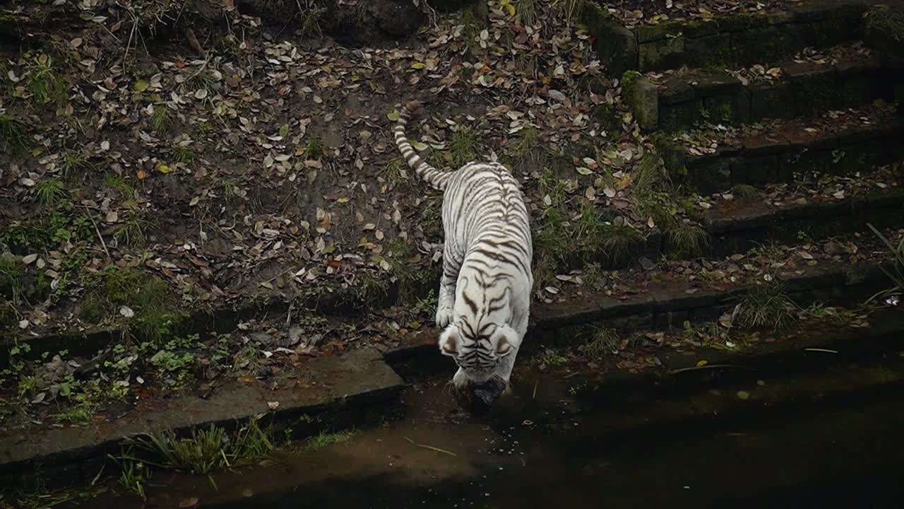 Young White Bengal Tiger, white and black striped fur, playing in a pond