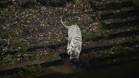 young white bengal tiger, white and black striped fur, playing in a pond