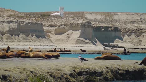 Sea-Lions-Colony-And-A-Seagull-On-The-Rocks-In-Patagonian-Coastline,-Argentina-On-A-Sunny-Day---slow-motion